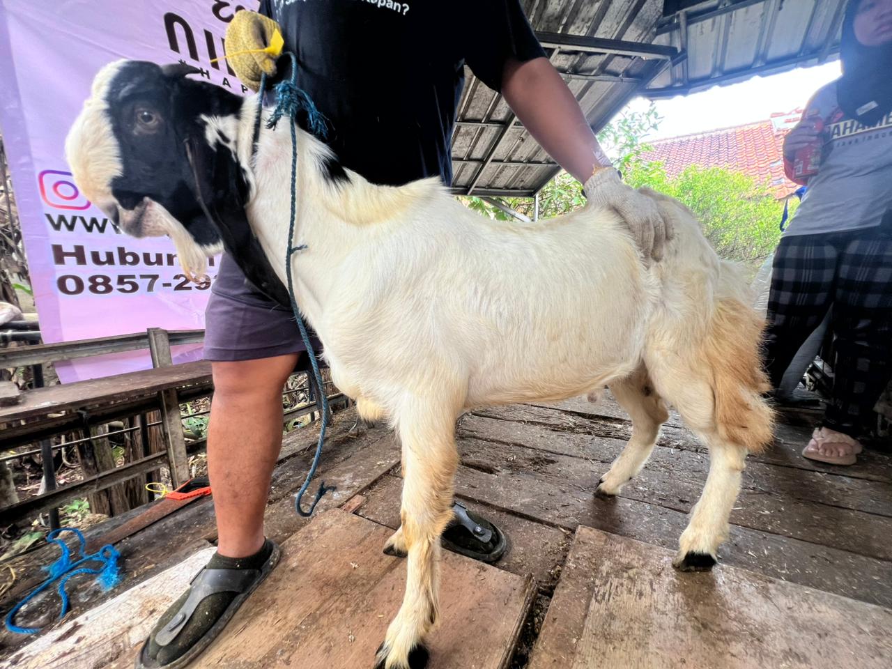 Kambing no.031582