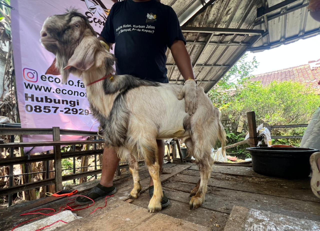 Kambing no.031485