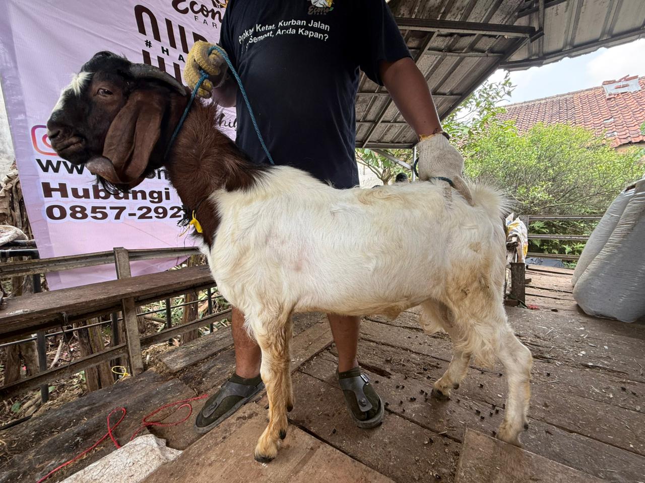 Kambing no.031475