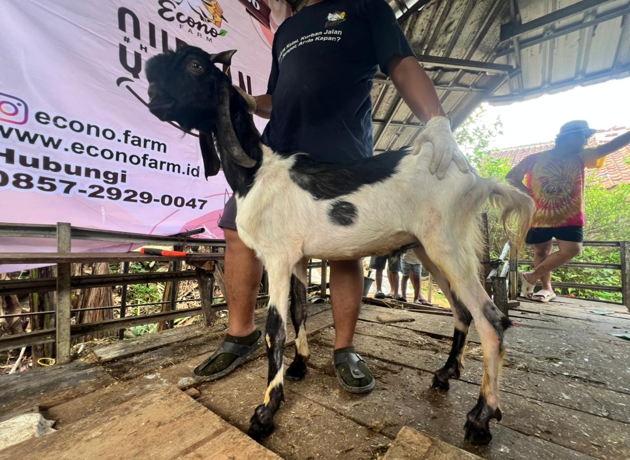 Kambing no.031403