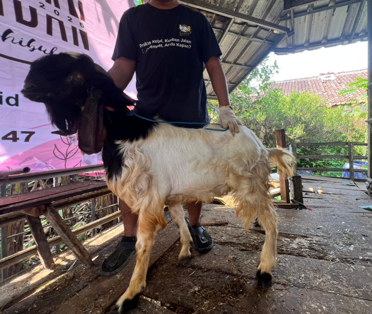 Kambing no.031487