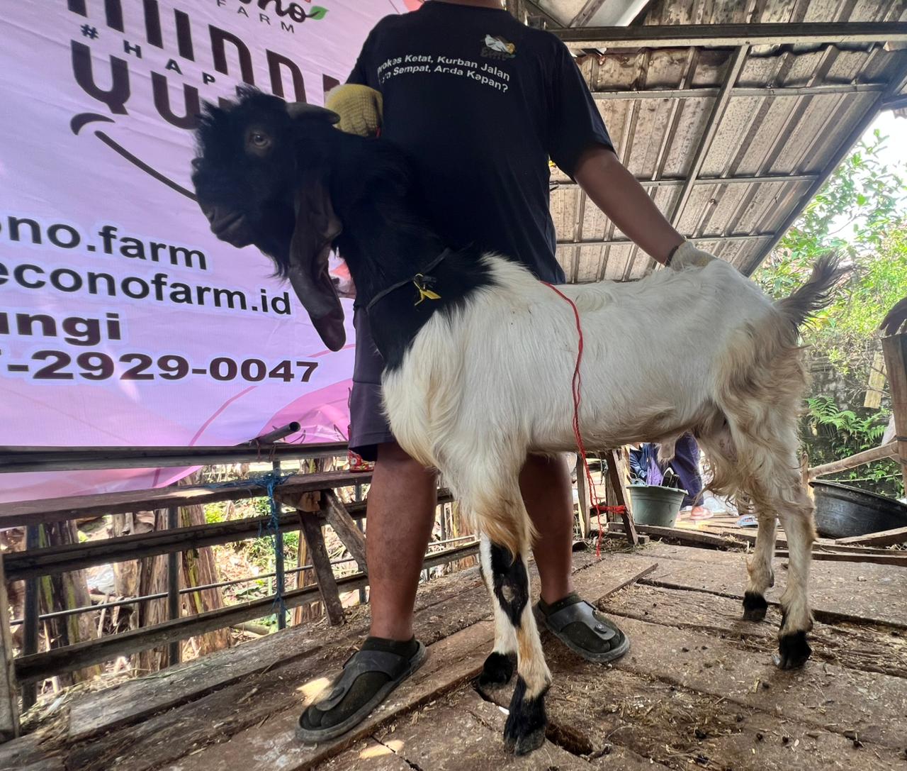 Kambing no.031460