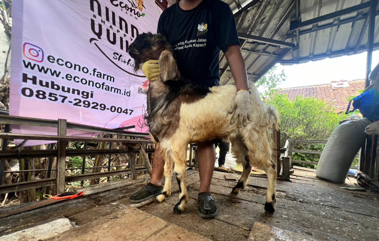 Kambing no.031499