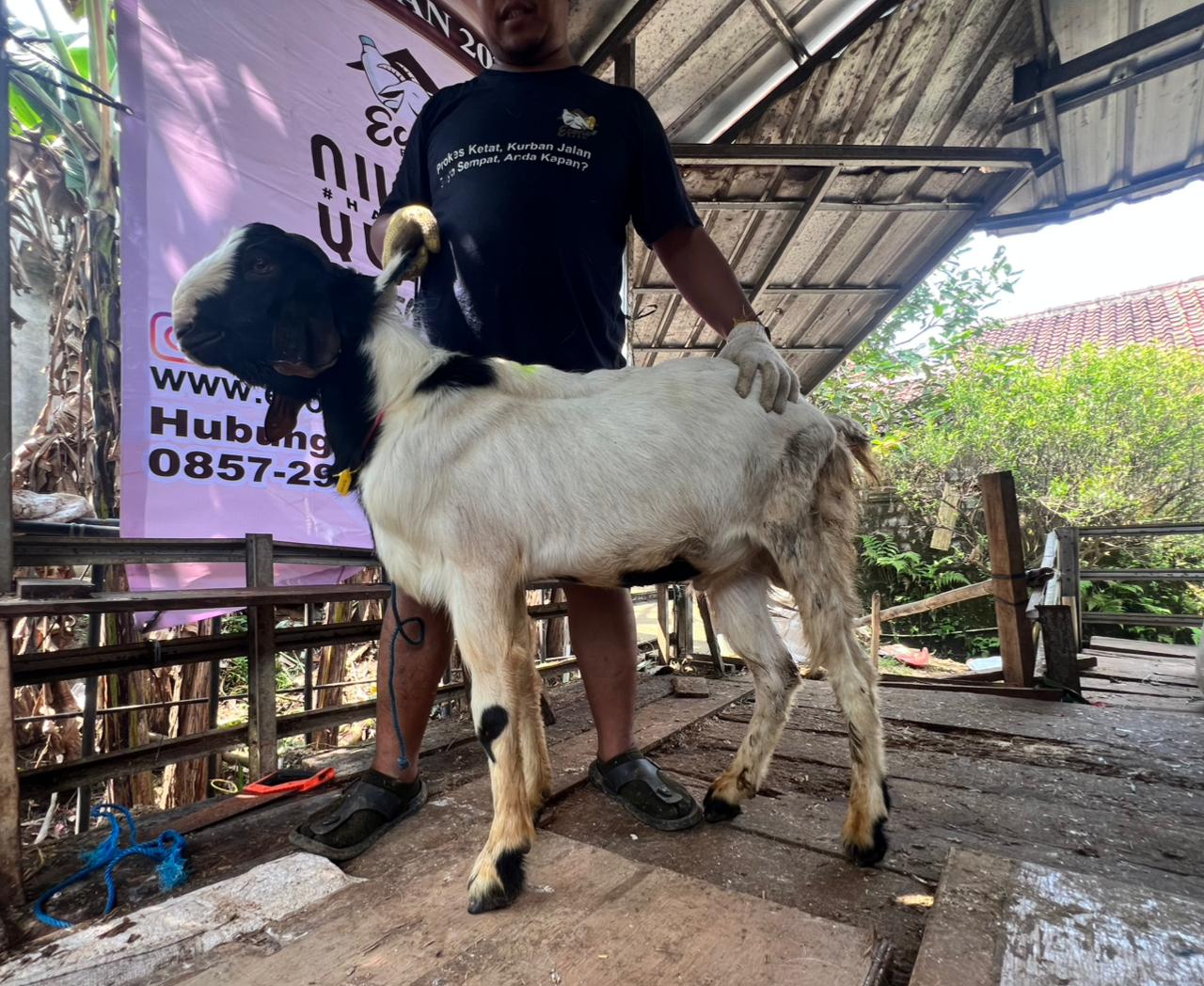 Kambing no.031478