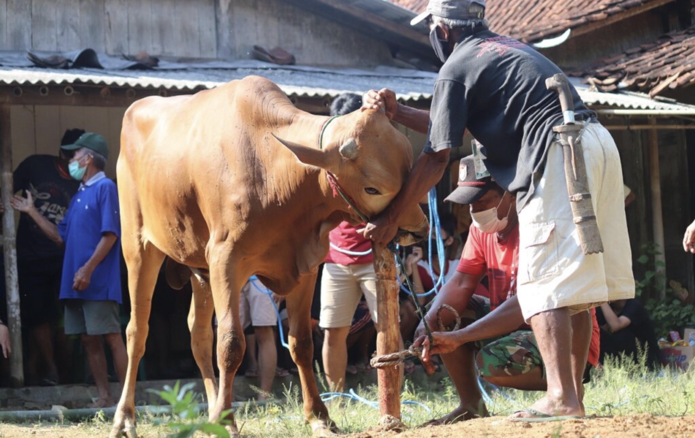 Hikmah Ibadah Qurban dalam Kehidupan Sosial
