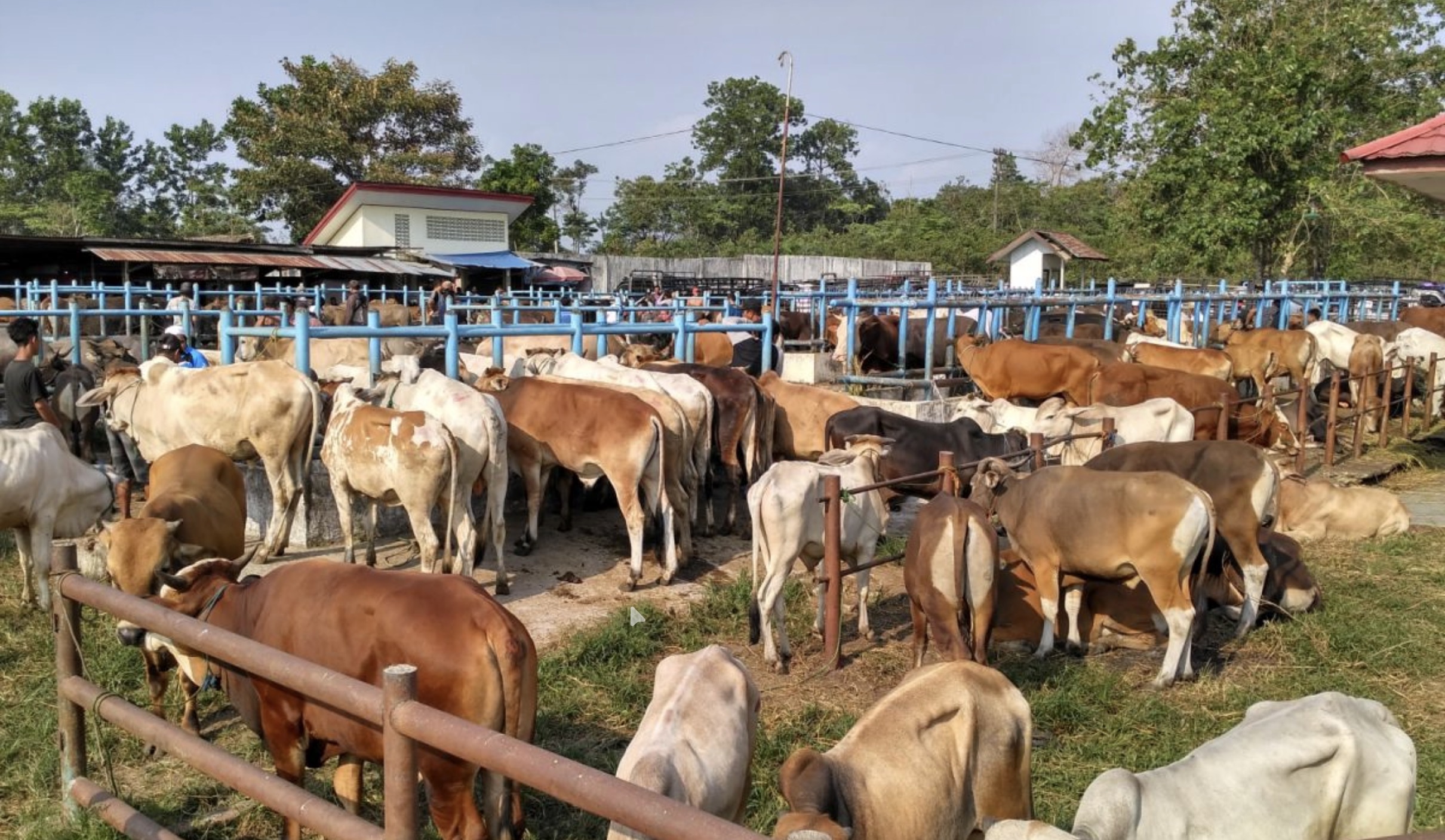 Panduan Lengkap Memilih Hewan Qurban Sesuai Syariat